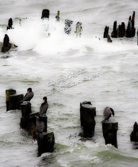 Usedom%20(6)